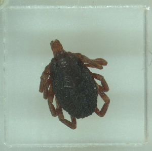  (Hyalomma lusitanicum - NMNH-2022-023-A08)  @11 [ ] No Rights Reserved (2022) Yvonne Linton Smithsonian Institution National Museum of Natural History
