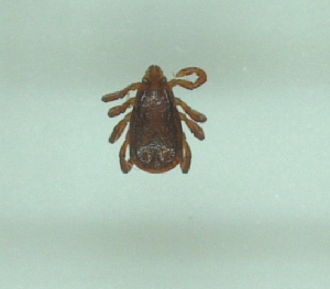  ( - NMNH-2022-023-A11)  @11 [ ] No Rights Reserved (2022) Yvonne Linton Smithsonian Institution National Museum of Natural History