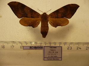  ( - BC-Mel 0456)  @13 [ ] Copyright (2010) Tomas Melichar Research Collection of Tomas Melichar