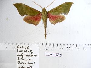  ( - BC-Mel 0478)  @12 [ ] Copyright (2010) Tomas Melichar Research Collection of Tomas Melichar