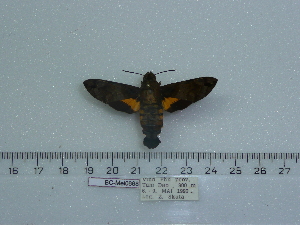  ( - BC-Mel 0668)  @12 [ ] Copyright (2010) Tomas Melichar Research Collection of Tomas Melichar