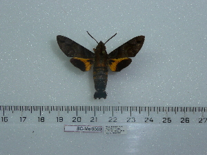  ( - BC-Mel 0669)  @12 [ ] Copyright (2010) Tomas Melichar Research Collection of Tomas Melichar