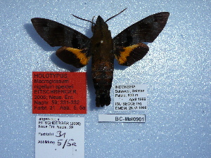  ( - BC-Mel 0901)  @12 [ ] Copyright (2010) Tomas Melichar Research Collection of Tomas Melichar