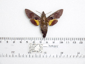  ( - BC-Mel 0979)  @12 [ ] Copyright (2010) Tomas Melichar Research Collection of Tomas Melichar