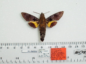  ( - BC-Mel 0982)  @12 [ ] Copyright (2010) Tomas Melichar Research Collection of Tomas Melichar
