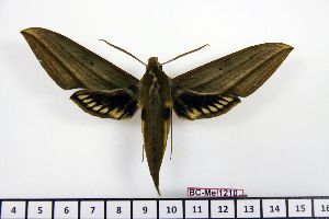  ( - BC-Mel1210)  @13 [ ] Copyright (2010) Tomas Melichar Research Collection of Tomas Melichar