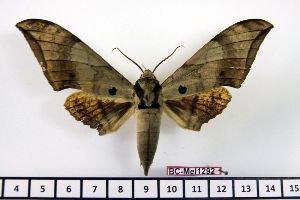 (Ambulyx bima schmickae - BC-Mel1292)  @15 [ ] Copyright (2010) Tomas Melichar Research Collection of Tomas Melichar