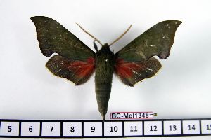  ( - BC-Mel1348)  @13 [ ] Copyright (2010) Tomas Melichar Research Collection of Tomas Melichar