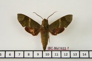  ( - BC-Mel1622)  @13 [ ] Copyright (2010) Tomas Melichar Research Collection of Tomas Melichar