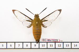  (Cephonodes xanthus - BC-Mel1629)  @13 [ ] Copyright (2010) Tomas Melichar Research Collection of Tomas Melichar