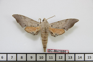  ( - BC-Mel1686)  @12 [ ] Copyright (2010) Tomas Melichar Research Collection of Tomas Melichar