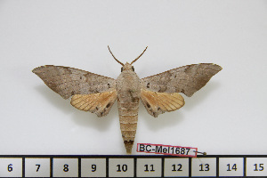  ( - BC-Mel1687)  @12 [ ] Copyright (2010) Tomas Melichar Research Collection of Tomas Melichar