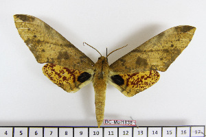  ( - BC-Mel1838)  @13 [ ] Copyright (2010) Tomas Melichar Research Collection of Tomas Melichar