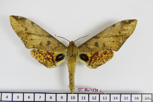  ( - BC-Mel1839)  @14 [ ] Copyright (2010) Tomas Melichar Research Collection of Tomas Melichar