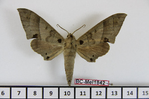  ( - BC-Mel1842)  @13 [ ] Copyright (2010) Tomas Melichar Research Collection of Tomas Melichar