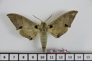  ( - BC-Mel1843)  @13 [ ] Copyright (2010) Tomas Melichar Research Collection of Tomas Melichar