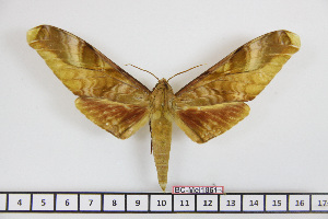  ( - BC-Mel1861)  @13 [ ] Copyright (2010) Tomas Melichar Research Collection of Tomas Melichar