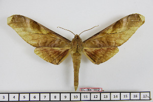  ( - BC-Mel1862)  @12 [ ] Copyright (2010) Tomas Melichar Research Collection of Tomas Melichar