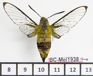  (Cephonodes melanogaster - BC-Mel1938)  @15 [ ] Copyright (2010) Tomas Melichar Research Collection of Tomas Melichar