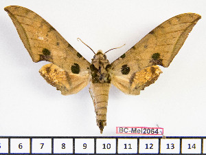  ( - BC-Mel2064)  @11 [ ] Copyright (2010) Tomas Melichar Research Collection of Tomas Mleichar