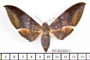  (Ambulyx celebensis banggaiensis - BC-Mel2080)  @13 [ ] Copyright (2010) Tomas Melichar Research Collection of Tomas Mleichar