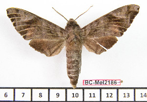  ( - BC-Mel2186)  @13 [ ] Copyright (2010) Tomas Melichar Research Collection of Tomas Mleichar
