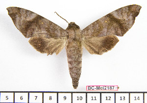  ( - BC-Mel2187)  @11 [ ] Copyright (2010) Tomas Melichar Research Collection of Tomas Mleichar