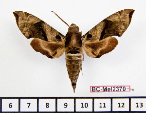  ( - BC-Mel2370)  @11 [ ] Copyright (2010) Tomas Melichar Research Collection of Tomas Mleichar