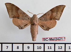  (Neopolyptychus prionites - BC-Mel2421)  @14 [ ] Copyright (2010) Tomas Melichar Research Collection of Tomas Mleichar
