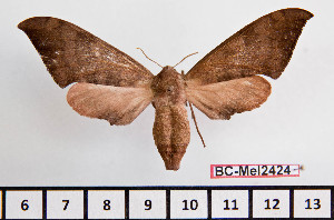 ( - BC-Mel2424)  @13 [ ] Copyright (2010) Tomas Melichar Research Collection of Tomas Mleichar