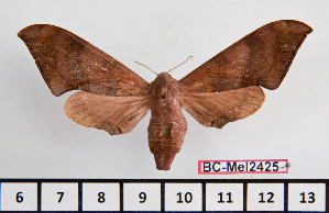  ( - BC-Mel2425)  @13 [ ] Copyright (2010) Tomas Melichar Research Collection of Tomas Mleichar