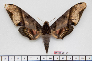  (Amplypterus panopus - BC-Mel2515)  @15 [ ] Copyright (2010) Tomas Melichar Research Collection of Tomas Mleichar