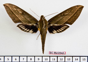  ( - BC-Mel2542)  @13 [ ] Copyright (2010) Tomas Melichar Research Collection of Tomas Mleichar