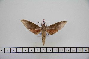 ( - BC-Mel2669)  @12 [ ] Copyright (2013) Tomas Melichar Research Collection of Tomas Mleichar