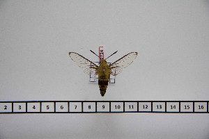  (Cephonodes cunninghami - BC-Mel2724)  @14 [ ] Copyright (2013) Tomas Melichar Research Collection of Tomas Mleichar