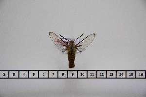  (Cephonodes janus austrosundanus - BC-Mel2747)  @12 [ ] Copyright (2013) Tomas Melichar Research Collection of Tomas Mleichar
