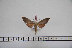  ( - BC-Mel2827)  @12 [ ] Copyright (2013) Tomas Melichar Research Collection of Tomas Mleichar