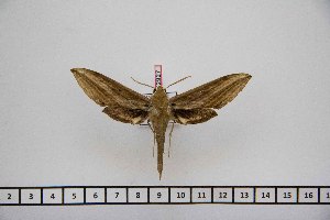  ( - BC-Mel2927)  @12 [ ] Copyright (2013) Tomas Melichar Research Collection of Tomas Mleichar
