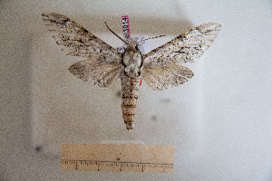  ( - BC-Mel3014)  @12 [ ] Copyright (2013) Tomas Melichar Research Collection of Sphingidae Museum - Czech republic