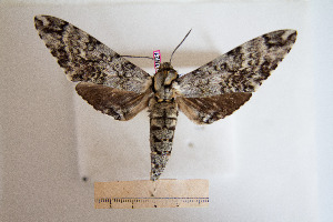  ( - BC-Mel3021)  @11 [ ] Copyright (2013) Tomas Melichar Research Collection of Sphingidae Museum - Czech republic