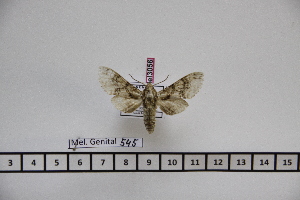  ( - BC-Mel3056)  @12 [ ] Copyright (2013) Tomas Melichar Research Collection of Sphingidae Museum - Czech republic