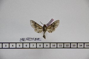 ( - BC-Mel3057)  @12 [ ] Copyright (2013) Tomas Melichar Research Collection of Sphingidae Museum - Czech republic