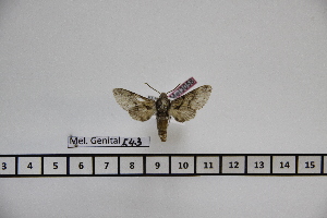  ( - BC-Mel3058)  @11 [ ] Copyright (2013) Tomas Melichar Research Collection of Sphingidae Museum - Czech republic