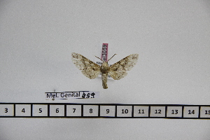  ( - BC-Mel3059)  @11 [ ] Copyright (2013) Tomas Melichar Research Collection of Sphingidae Museum - Czech republic