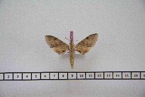  ( - BC-Mel3104)  @12 [ ] Copyright (2013) Tomas Melichar Research Collection of Tomas Mleichar