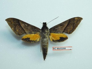  ( - BC-Mel3200)  @13 [ ] Copyright (2018) Sphingidae Museum-Czech republic Ekologicke centrum Orlov o.p.s.