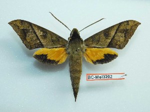  ( - BC-Mel3202)  @13 [ ] Copyright (2018) Sphingidae Museum-Czech republic Ekologicke centrum Orlov o.p.s.