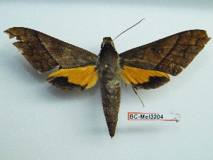  ( - BC-Mel3204)  @14 [ ] Copyright (2018) Sphingidae Museum-Czech republic Ekologicke centrum Orlov o.p.s.