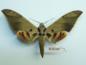 ( - BC-Mel3205)  @11 [ ] Copyright (2018) Sphingidae Museum-Czech republic Ekologicke centrum Orlov o.p.s.