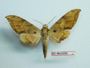  ( - BC-Mel3209)  @11 [ ] Copyright (2018) Sphingidae Museum-Czech republic Ekologicke centrum Orlov o.p.s.